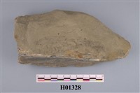 藏品(細紋牡蠣化石)的圖片